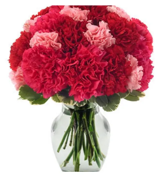 Very Berry Carnations